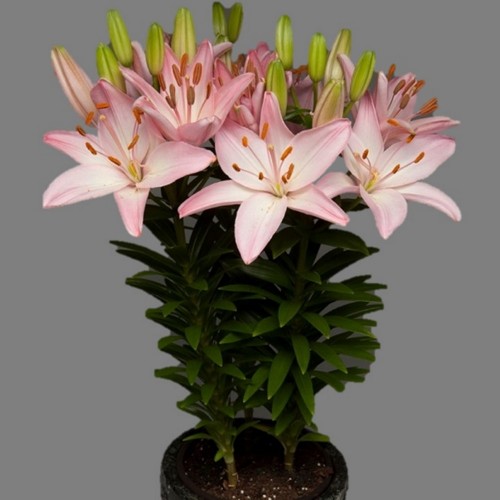 Lilium asiatic 'FantAsiatic Pink' - Aasia liilia 'FantAsiatic Pink'